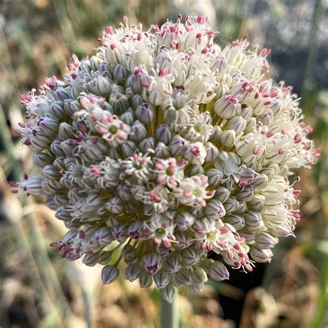 Allium ampeloprasum (Ornamental Onion) - Cavano's Perennials