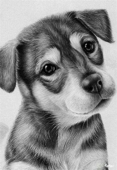 50+ Easy Pencil Drawings of Animals That Look So Realistic