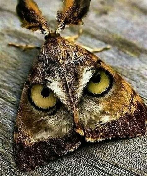 Pin by Barbara Scholten on COOL CRITTERS | Moth, Pet birds, Owl