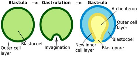 Gastrula: Definition & Concept | Study.com