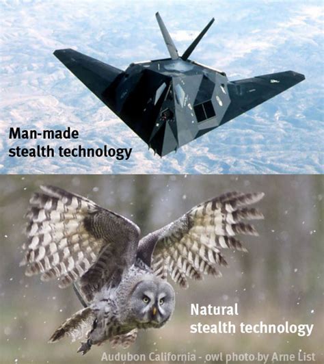 Man-made stealth technology vs. Natural stealth technology | Audubon ...