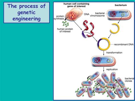 PPT - Genetic Engineering: Recombinant DNA Technology PowerPoint Presentation - ID:4866461