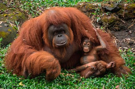 Why we need to talk about orangutans, not just climate…