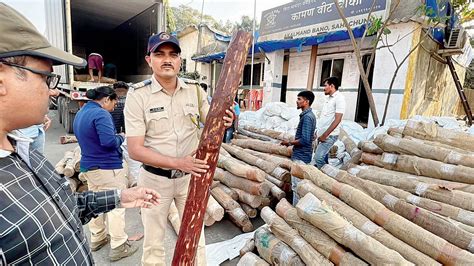 Thane Crime: Red sandalwood worth Rs 6 crore seized in Bhiwandi