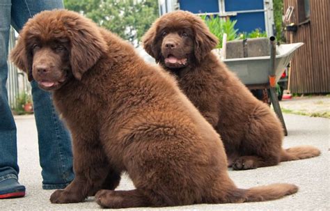 Two beautiful newfoundland puppies in brown.JPG