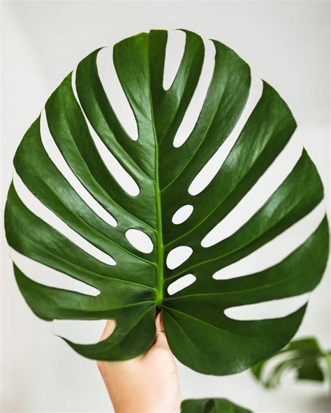 Wild Interiors — Monstera Care and How to Get Holey Leaves