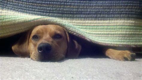 Dog hiding