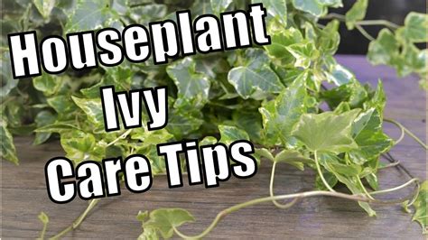 Houseplant Ivy Care - YouTube