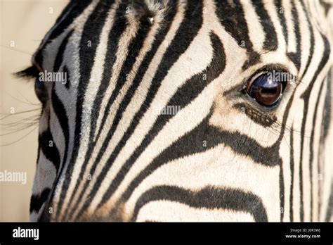 Close up of a zebra's eye Stock Photo - Alamy