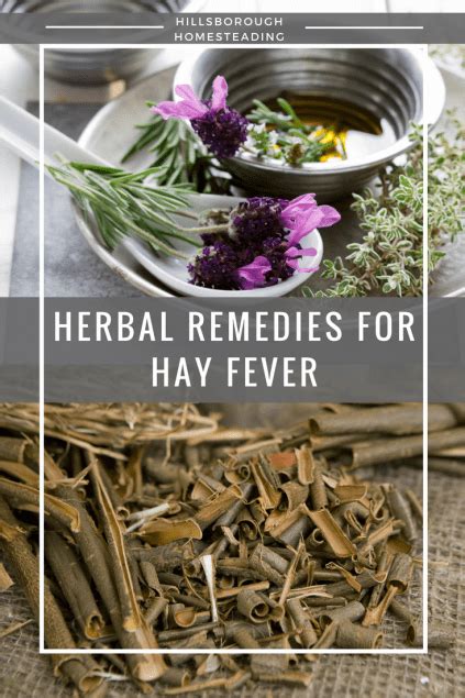 Herbal Remedies for Hay Fever | Hillsborough Homesteading