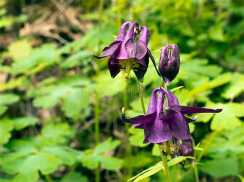 Aquilegia Vulgare - Grannys Bonnet, Grandmas Bonnet, Columbine Stock ...