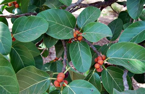 Tree Flowers: Moraceae