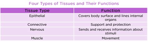 Tissue Types And Functions