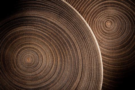 What Tree Rings Tell Us About the Climate - JSTOR Daily