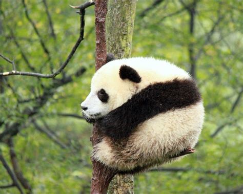 Baby Panda Sleeping on a tree | Yuhong | Flickr