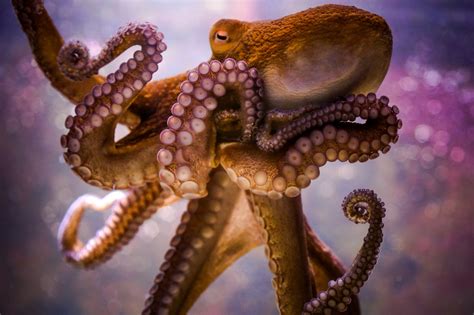 animals, Octopus, Bokeh Wallpapers HD / Desktop and Mobile Backgrounds