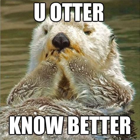 u otter know better | おかしな動物, ラッコ, かわいい動物の赤ちゃん