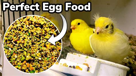 How to make the PERFECT Breeding & Rearing egg food for Birds | Finches ...