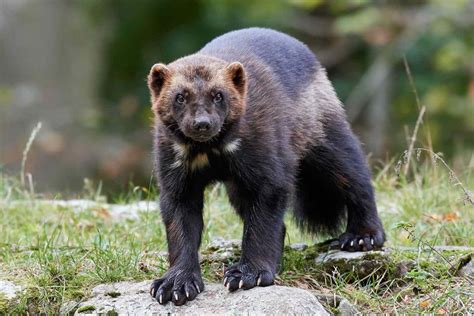 First Wolverine Spotted Outside Its Oregon Habitat in More Than 30 ...