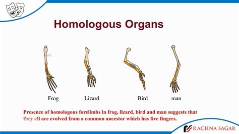 Homologous Organs examples in animals and Human being - YouTube