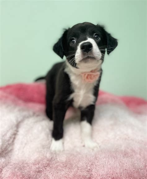 Dog for adoption - Quinnie, a Border Collie & Cocker Spaniel Mix in Covington, LA | Petfinder