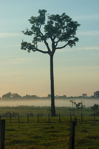 Why The Brazil Nut Tree Isn’t Found In Mississippi | Mast Producing Trees