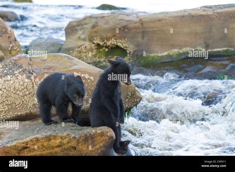 Two young black bear cubs learning to fish at a waterfall at the mouth ...