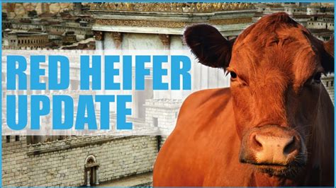 Red Heifer Update 2024 | Numbers 19:2 | 3rd Temple Soon! #redheifer #jesusiscomingbacksoon - YouTube