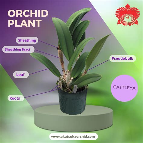 Orchid Anatomy: Plant Parts and Terminology - Akatsuka Orchid Gardens