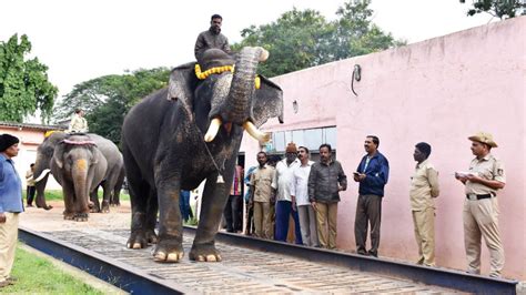 Howdah elephant Arjuna weighs 5,800 kilograms - Star of Mysore