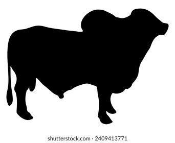 Brahman Bull Silhouette Vector Art White Stock Vector (Royalty Free) 2409413771 | Shutterstock