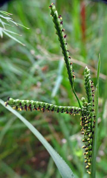 Top-seedhead-of-crabgrass - Gasper Landscape Design & Construction