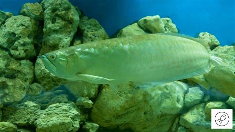 Silver Arowana Care Guide: Tips for a Thriving Aquarium