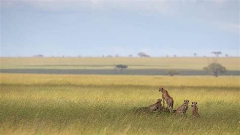 Cheetah Hunt: Cheetah Behavior & Our Cheetah Hunt Experience - Expedition Wildlife