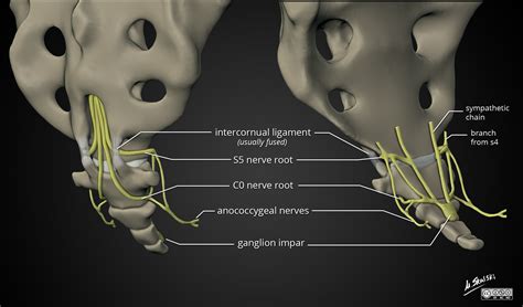 Radiopaedia - Drawing Coccygeal plexus - English labels | AnatomyTOOL