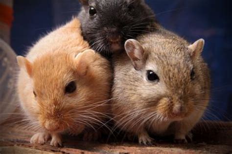 How to Care for Pet Gerbils | LoveToKnow