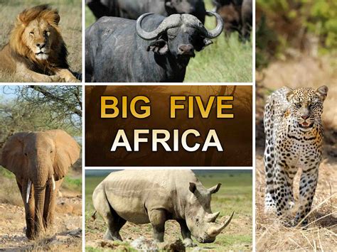 The Big Five Animals of Africa (Plus Wild Facts!)