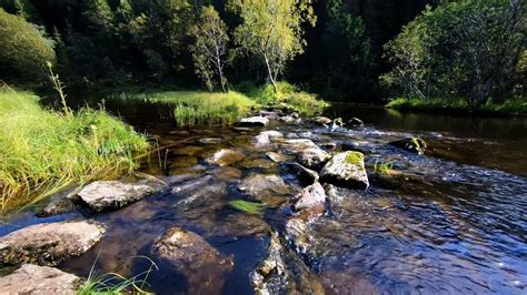 Relaxing nature sound of a river stream in the autumn forest - YouTube