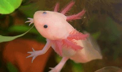 Axolotl Gifs Find Share On Giphy Images