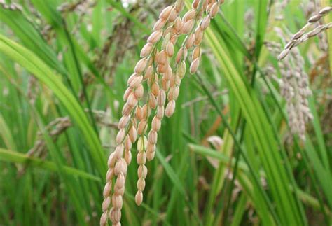 Palay prices start to rise | Business, News, The Philippine Star ...