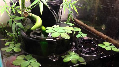 African Dwarf Frog Tank Setup. Infinity Fountain Filter! - YouTube