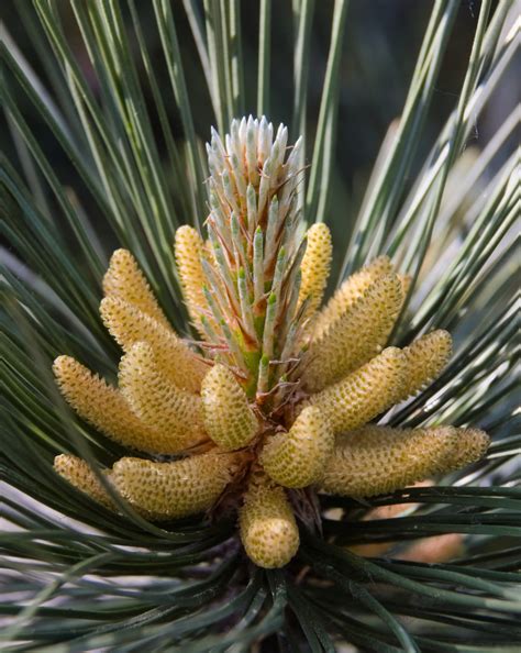 Pine Cone Free Stock Photo - Public Domain Pictures