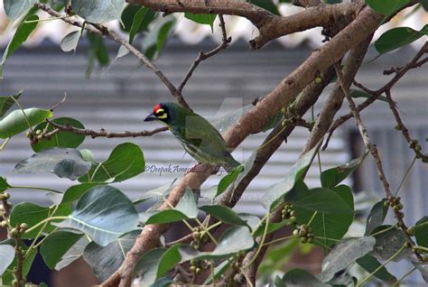 Coppersmith Barbet by blownmagic on DeviantArt