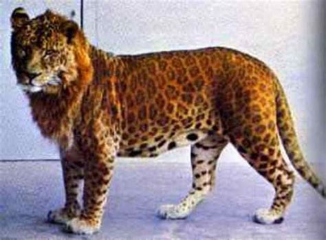 Leopon or Lipard is a Lioness/Leopard hybrid | Big cats, Hybrid cat, Animals