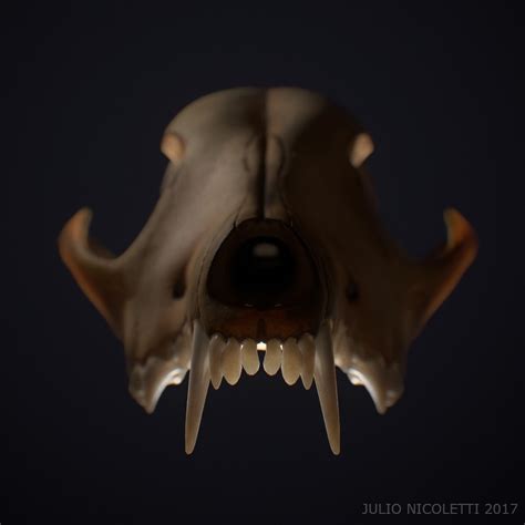 Coyote Skull — polycount