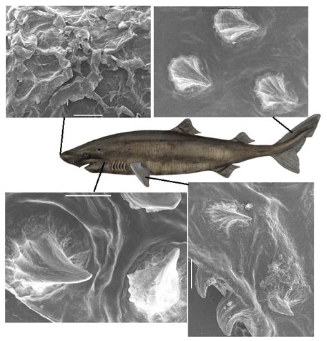 Biomimetics | Free Full-Text | Dermal Denticles of Three Slowly Swimming Shark Species ...