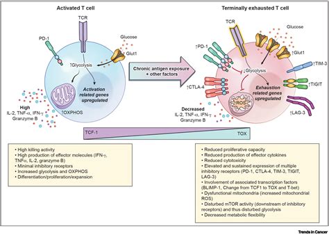 T cell exhaustion in malignant gliomas: Trends in Cancer