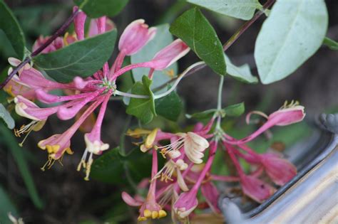 Honeysuckle Flower Vines - Free photo on Pixabay - Pixabay