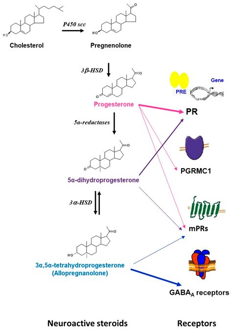 IJMS | Free Full-Text | Progesterone in the Brain: Hormone, Neurosteroid and Neuroprotectant