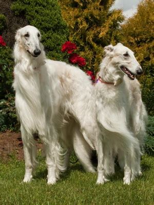 Borzoi Colors: A Prismatic Palette of Elegance - Danwaon